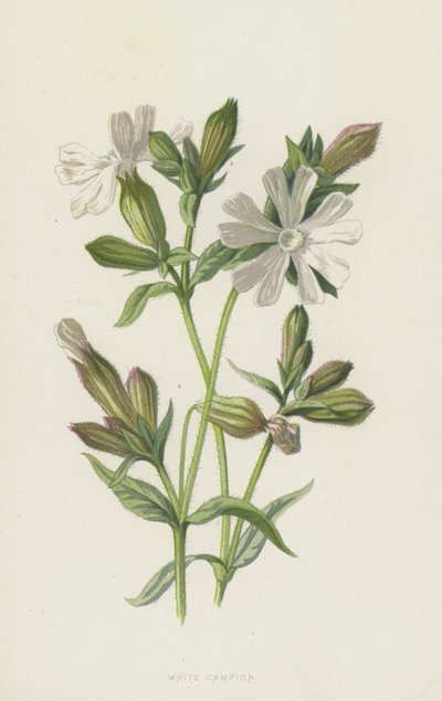 Hvid Campion (chromolitho) af Frederick Edward Hulme