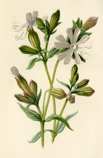 White Campion, 1877. af Frederick Edward Hulme