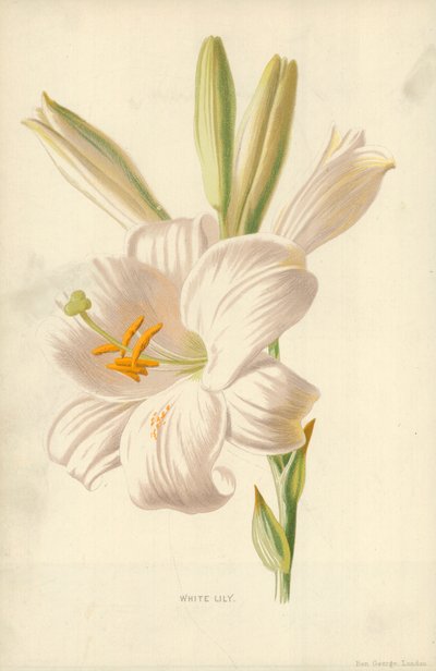 Hvid lilje af Frederick Edward Hulme