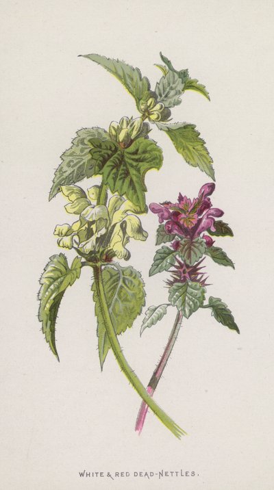 Hvide og røde døde brændenælder (chromolitho) af Frederick Edward Hulme