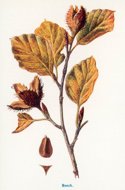  af Frederick Edward Hulme