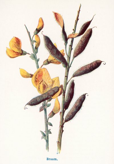  af Frederick Edward Hulme