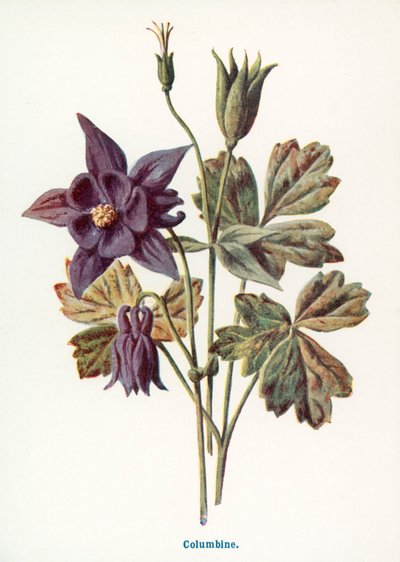  af Frederick Edward Hulme
