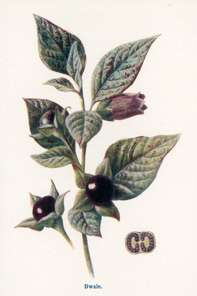  af Frederick Edward Hulme