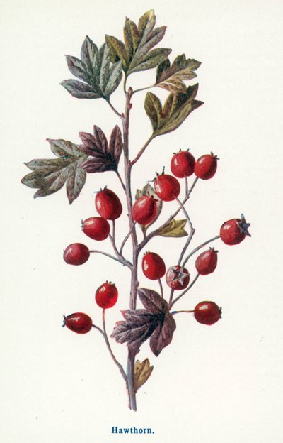  af Frederick Edward Hulme