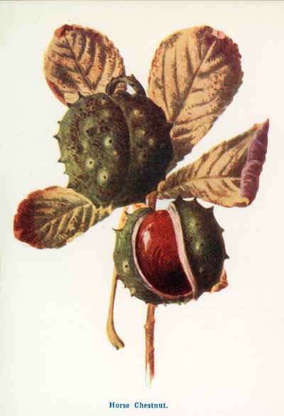  af Frederick Edward Hulme