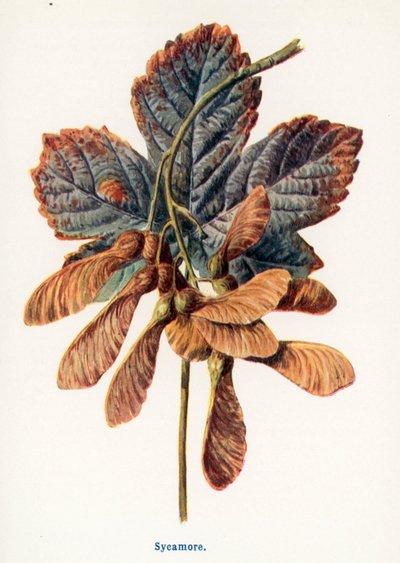  af Frederick Edward Hulme