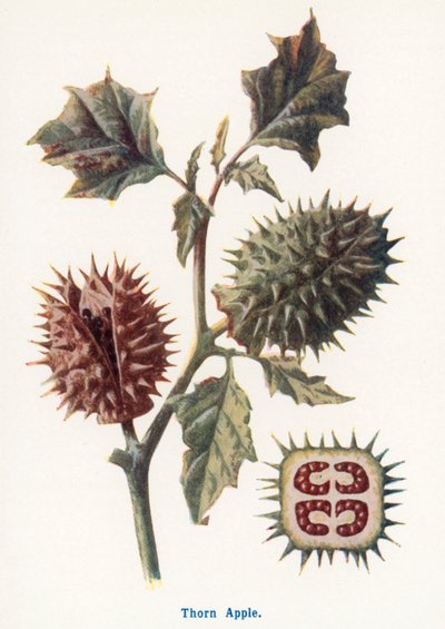  af Frederick Edward Hulme