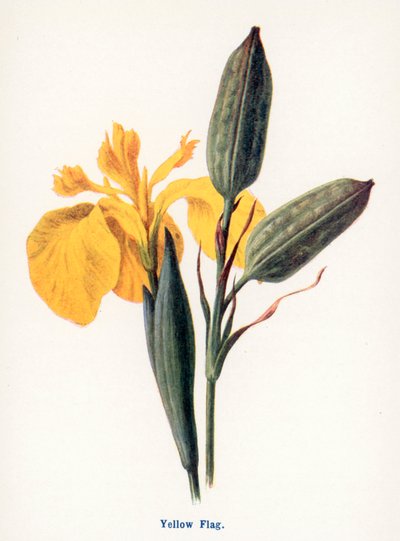  af Frederick Edward Hulme