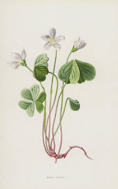 Træsyre (chromolitho) af Frederick Edward Hulme