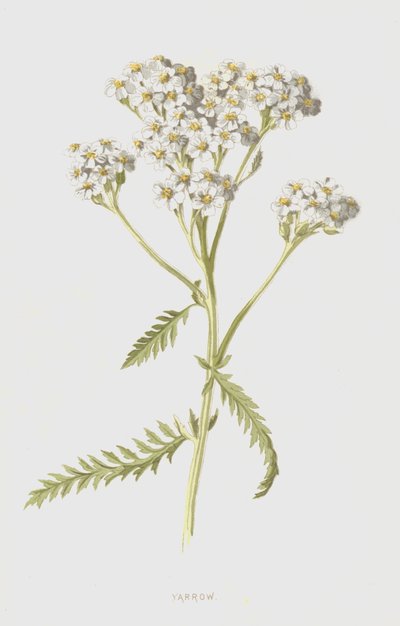 Røllike (chromolitho) af Frederick Edward Hulme