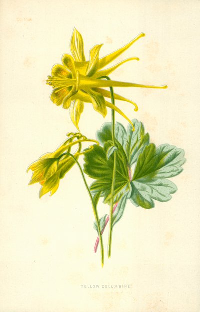 Gul Akeleje af Frederick Edward Hulme