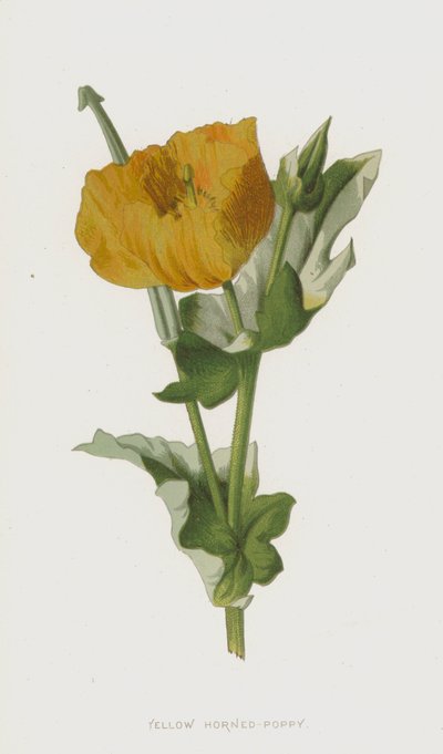 Gulhornet valmue (chromolitho) af Frederick Edward Hulme