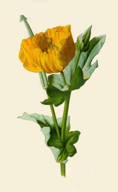 Gulhornet valmue, 1877. af Frederick Edward Hulme