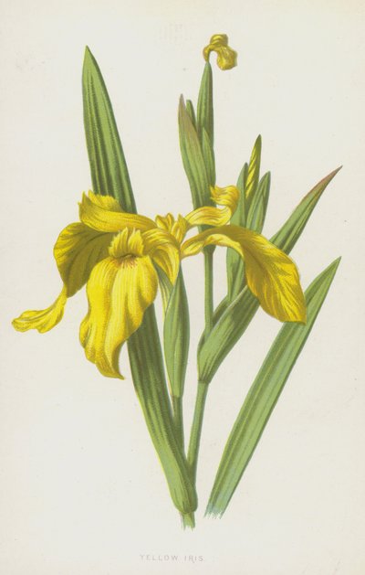 Gul iris (chromolitho) af Frederick Edward Hulme