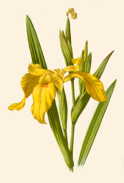 Gul iris, 1877. af Frederick Edward Hulme