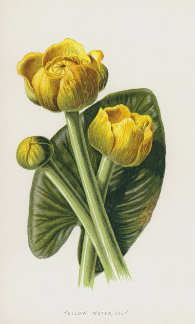 Gul vandlilje (chromolitho) af Frederick Edward Hulme