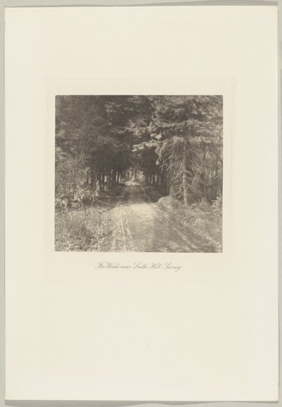 Granskoven nær Leith Hill, Surrey af Frederick H. Evans