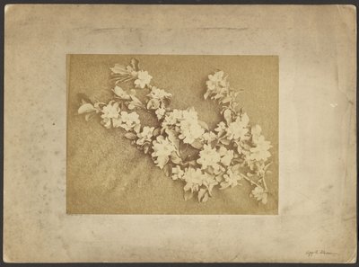 Æbleblomst af Frederick H. Hollyer
