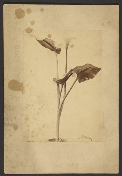 [Calla Lily] af Frederick H. Hollyer