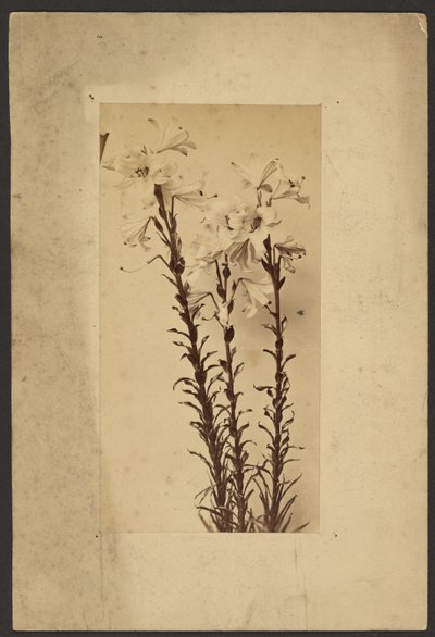 [Daglilje] af Frederick H. Hollyer