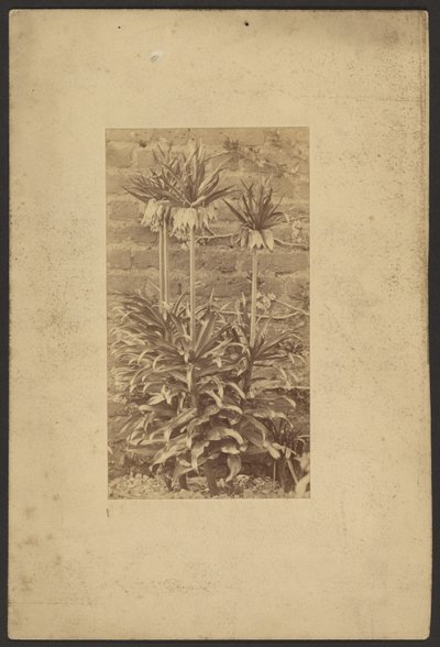 [Plant] af Frederick H. Hollyer