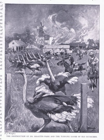 Ødelæggelsen af Dr. Smarts gård og strudsernes løsnelse, fra After Pretoria: The Guerilla War udgivet af Harmsworth Bros Limited, 1901 af Frederick Judd Waugh