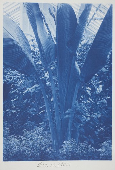 Uden titel, 10. december af Frederick K. Coulson