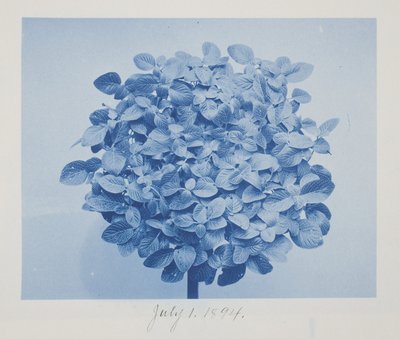 Uden titel, 1. juli af Frederick K. Coulson