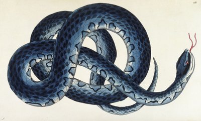 Southern Water Snakedani af Frederick Polydor Nodder