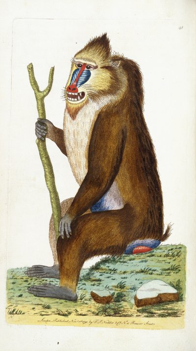 Broget bavian eller mandrill Mandrillus sphinx af Frederick Polydor Nodder