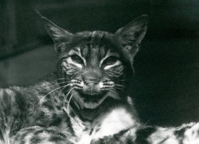 En baby Lynx Bobcat slikker sig om læberne, London Zoo, juni 1925 af Frederick William Bond