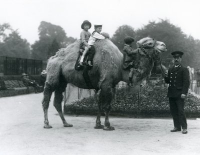 En tur med Bactrian Camel med målmanden Harry Warwick i London Zoo, juni 1924 af Frederick William Bond