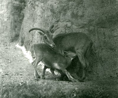 Et Barbary-får Aoudad WaddanAruiArruis fodrer sit lam på Mappin Terraces, London Zoo, august 1927 af Frederick William Bond