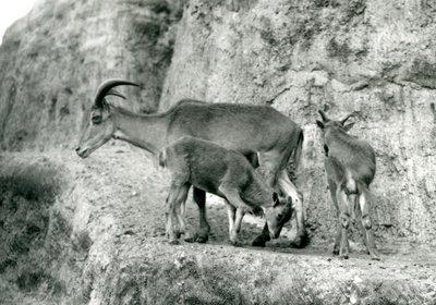 Et Barbary-får/Aoudad/Waddan/Arui/Arruis står med sine to unger på Mappin Terraces, London Zoo, august 1927 (s/h-foto) af Frederick William Bond
