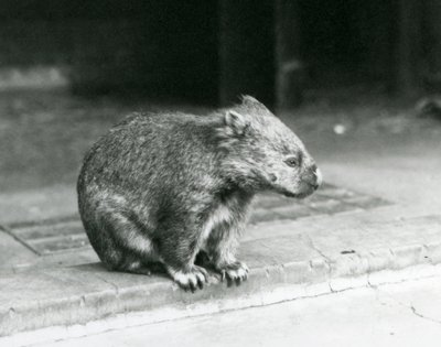 En barnæset/almindelig/grovhåret wombat siddende på jorden i London Zoo i 1929 (s/h-billede) af Frederick William Bond