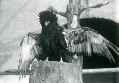 En Bateleur Eagle står på en træstub og spreder sine vinger, London Zoo, 1925 af Frederick William Bond