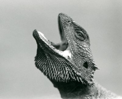 En skægget drage ser opad og måbende, London Zoo, august 1928 (s/h-foto) af Frederick William Bond