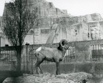 En Bighorn Sheep-vædder, der står på en klippe og kigger ud over hans indhegning ved foden af Mappin Terraces, London Zoo. 1931 (s/h-billede) af Frederick William Bond