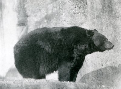 En sort bjørn stående i sin indhegning, på Mappin Terraces, i London Zoo i 1924 af Frederick William Bond