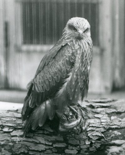 En sort glente hviler på en træstamme, London Zoo, august 1926 (s/h-foto) af Frederick William Bond