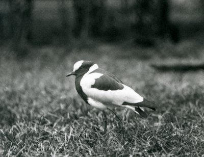 En smedvibe stående på græs i London Zoo, august 1927 af Frederick William Bond