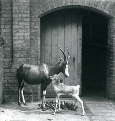 En blesbokkalv med sin mor i London Zoo, juni 1914 af Frederick William Bond