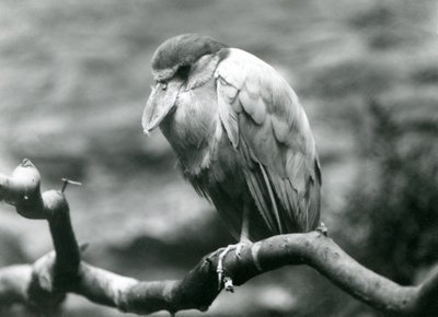 En bådnæbbet hejre, eller bådnæb, siddende på en gren i London Zoo, juni 1924 af Frederick William Bond