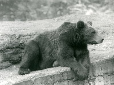 En brun bjørn hviler på en afsats i London Zoo i 1924 af Frederick William Bond