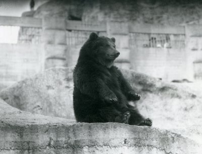 En brun bjørn, der sidder oppe i sin indhegning ved foden af Mappin Terraces i London Zoo, september 1921 af Frederick William Bond