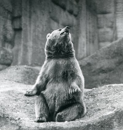 En brun bjørn sidder på en klippeside i London Zoo i september 1927 af Frederick William Bond