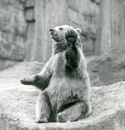 En brunbjørn sidder op på en klippekant og vifter med en af sine forpoter, London Zoo, september 1927 af Frederick William Bond