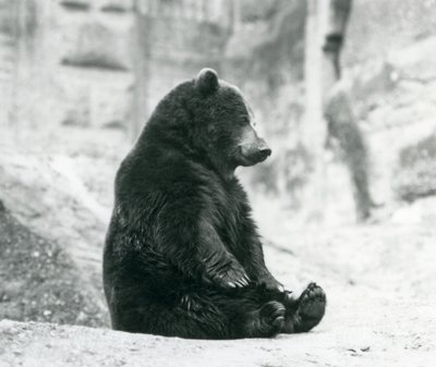 En brun bjørn, der sidder oppe på klipperne ved Mappin Terraces, London Zoo, juni 1928 af Frederick William Bond