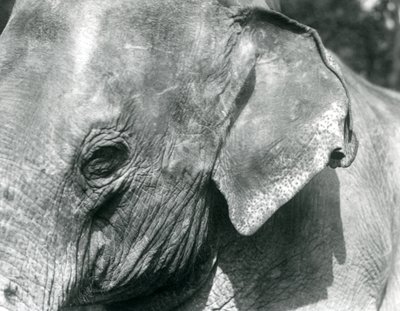 En burmesisk elefant, London Zoo, september 1926 af Frederick William Bond